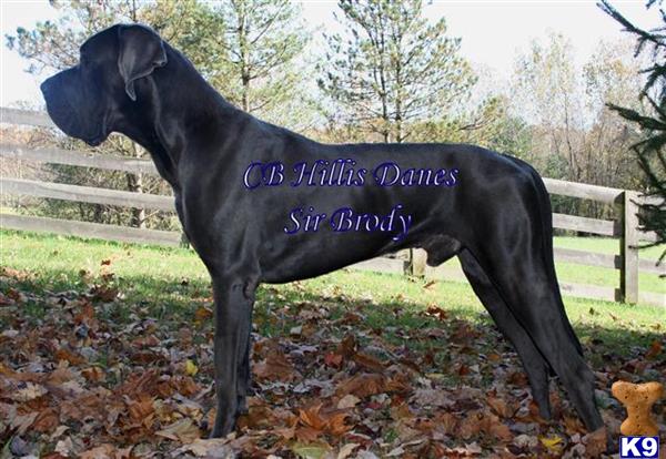 great dane puppy posted by CB Hillis Danes